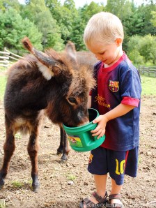 feeding donkey