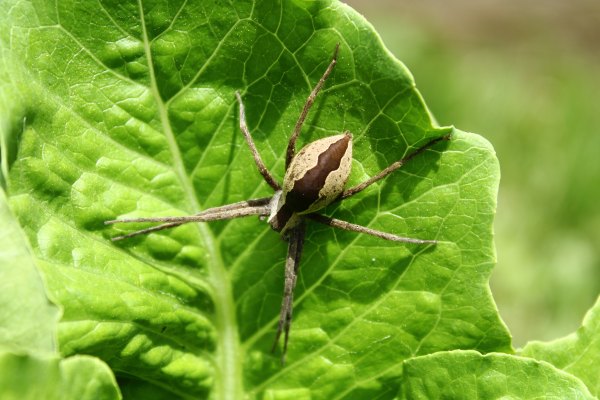 The Nursery Web Spider on a leaf of Romaine Lettuce